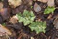 Cyclamen hederifolium-2 Cyklamen bluszczolistny